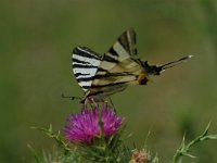 Iphiclides podalirius 44, Koningspage, Vlinderstichting-Albert Vliegenthart