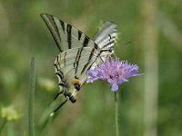 Iphiclides podalirius 47, Koningspage, Saxifraga-Jan van der Straaten