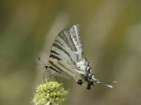 Iphiclides podalirius 48, Koningspage, Saxifraga-Jan van der Straaten