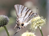 Iphiclides podalirius 49, Koningspage, Saxifraga-Jan van der Straaten