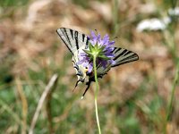 Iphiclides podalirius 51, Koningspage, Saxifraga-Jan van der Straaten