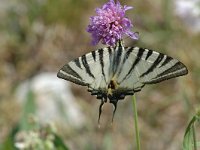 Iphiclides podalirius 53, Koningspage, Saxifraga-Jan van der Straaten