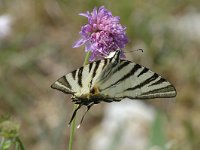 Iphiclides podalirius 54, Koningspage, Saxifraga-Jan van der Straaten