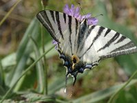 Iphiclides podalirius 56, Koningspage, Saxifraga-Jan van der Straaten