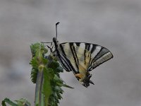 Iphiclides podalirius 57, Koningspage, Saxifraga-Luuk Vermeer