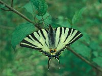 Iphiclides podalirius 58, Koningspage, Vlinderstichting-Tim Termaat