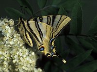 Iphiclides podalirius 6, Koningspage, Vlinderstichting-Nely Honig