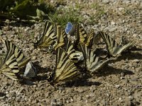 Iphiclides podalirius 60, Koningspage, Saxifraga-Jan van der Straaten