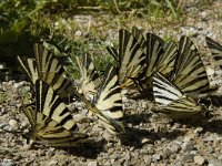 Iphiclides podalirius 64, Koningspage, Saxifraga-Jan van der Straaten