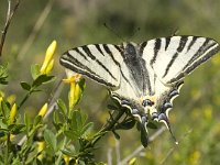 Iphiclides podalirius 65, Koningspage, Saxifraga-Jan van der Straaten