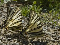 Iphiclides podalirius 68, Koningspage, Saxifraga-Jan van der Straaten