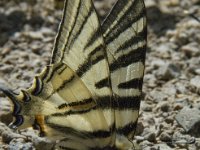 Iphiclides podalirius 69, Koningspage, Saxifraga-Jan van der Straaten