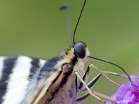 Iphiclides podalirius 70, Koningspage, Saxifraga-Jan Nijendijk