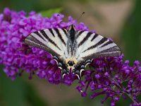 Iphiclides podalirius 72, Koningspage, Saxifraga-Jan Nijendijk