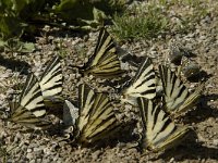 Iphiclides podalirius 73, Koningspage, Saxifraga-Jan van der Straaten