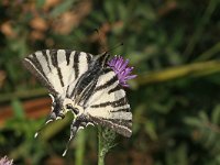 Iphiclides podalirius 75, Koningspage, Saxifraga-Kars Veling