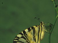 Iphiclides podalirius 8, Koningspage, Vlinderstichting-Nely Honig