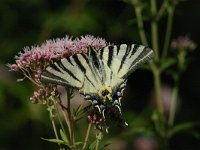 Iphiclides podalirius 81, Koningspage, Saxifraga-Dirk Hilbers