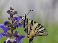 Iphiclides podalirius 82, Koningspage, Saxifraga-Luuk Vermeer