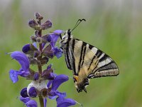 Iphiclides podalirius 84, Koningspage, Saxifraga-Luuk Vermeer