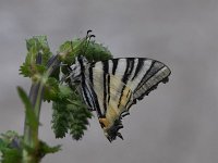 Iphiclides podalirius 85, Koningspage, Saxifraga-Luuk Vermeer