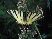 Iphiclides podalirius 9, Koningspage, Vlinderstichting-Nely Honig