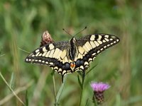 Iphiclides podalirius 90, Koningspage, Saxifraga-Luuk Vermeer