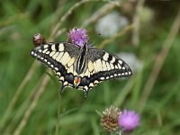 Iphiclides podalirius 95, Koningspage, Saxifraga-Luuk Vermeer