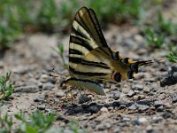 Iphiclides podalirius ssp feisthameli 7, Vlinderstichting-Albert Vliegenthart