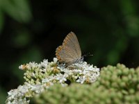 Laeosopis roboris 2, Essenpage, Vlinderstichting-Albert Vliegenthart