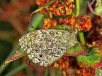 128_30, Argusvlinder : Lasiommata megera, Argusvlinder, Wall Brown, female