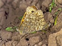 137_07, Argusvlinder : Lasiommata megera, Argusvlinder, Wall Brown, copula