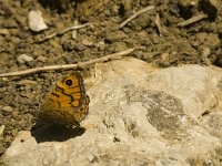 Lasiommata megera 17, Argusvlinder, Saxifraga-Jan van der Straaten