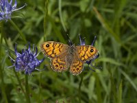 Lasiommata megera 20, Argusvlinder, female, Saxifraga-Marijke Verhagen