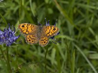 Lasiommata megera 21, Argusvlinder, female, Saxifraga-Marijke Verhagen