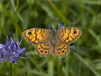 Lasiommata megera 24, Argusvlinder, female, Saxifraga-Marijke Verhagen