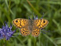 Lasiommata megera 25, Argusvlinder, female, Saxifraga-Marijke Verhagen