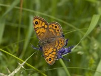 Lasiommata megera 26, Argusvlinder, female, Saxifraga-Marijke Verhagen