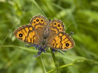 Lasiommata megera 27, Argusvlinder, female, Saxifraga-Marijke Verhagen