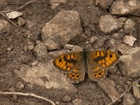 Lasiommata megera 29, Argusvlinder, male, Saxifraga-Marijke Verhagen