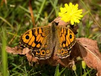 Lasiommata megera 45, Argusvlinder, Saxifraga-Bart vastenhouw