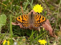 Lasiommata megera 46, Argusvlinder, Saxifraga-Bart vastenhouw