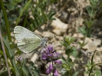 Leptidea duponcheli 3, Zwartsprietboswitje, Vlinderstichting-Kars Veling