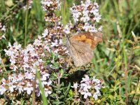 Libythea celtis 11, Snuitvlinder, on Thymus, Saxifraga-Kars Veling