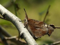 Libythea celtis 2, Snuitvlinder, Vlinderstichting-Chris van Swaay  5.15 11:25