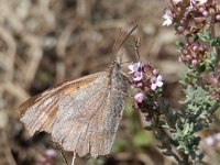 Libythea celtis 3, Snuitvlinder, on Thymus, Saxifraga-Kars Veling