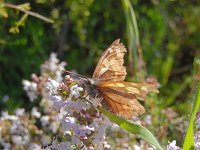 Libythea celtis 6, Snuitvlinder, on Thymus, Saxifraga-Kars Veling