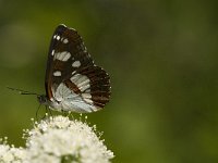 Limenitis reducta 10 Blauwe ijsvogelvlinder, Saxifraga-Jan van der Straaten