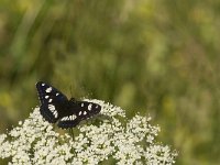 Limenitis reducta 11, Blauwe ijsvogelvlinder, Saxifraga-Jan van der Straaten