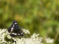 Limenitis reducta 12, Blauwe ijsvogelvlinder, Saxifraga-Jan van der Straaten